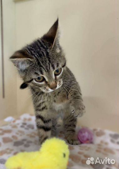Трогательная полосатая девочка котенок в дар