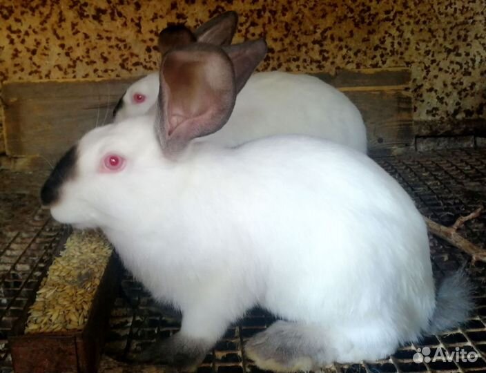 Кролики калифорнийцы