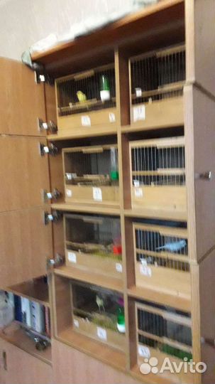 Русская канарейка,овсяночный напев