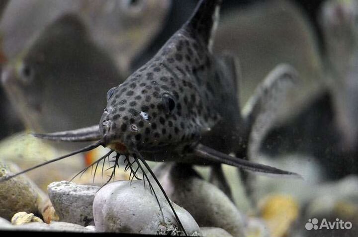 Аквариумные рыбки