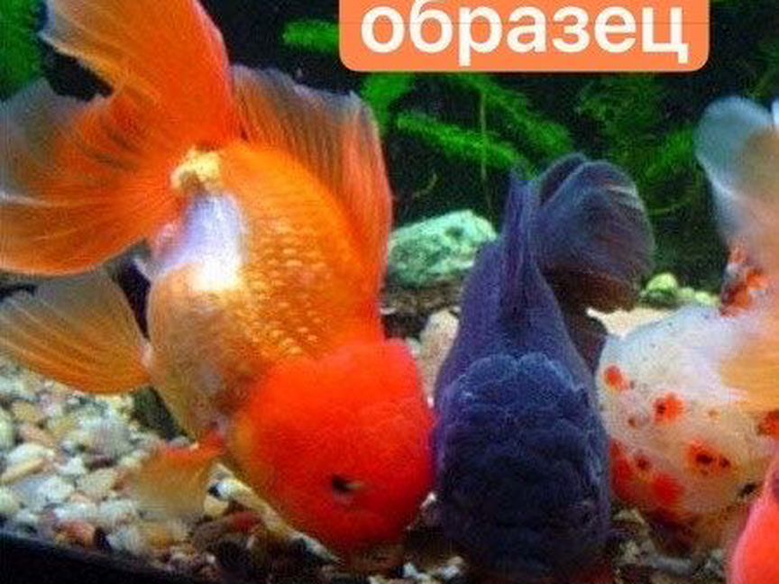 Рыба Оранда