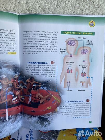 Как устроено тело человека