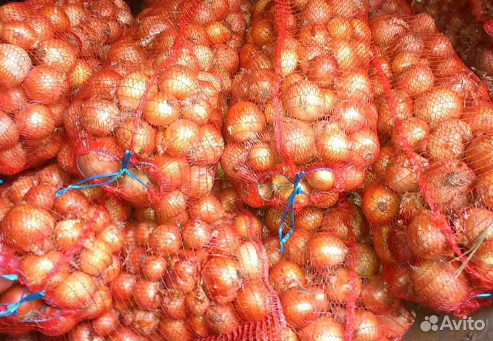 Лук репчатый оптом