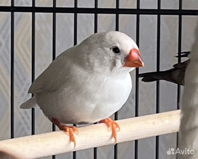 Амадины зебровые