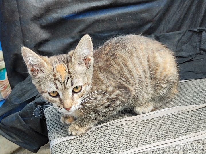 Котёнку очень нужен дом