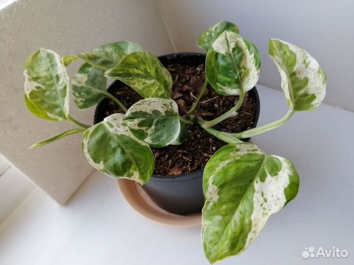 Сциндапсусы