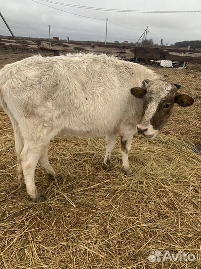 Коровы и телки стельные