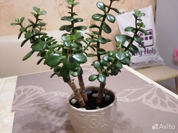 Толстянка минор