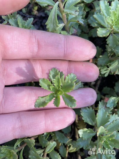 Очиток почвопокровный, очиток видный цветы