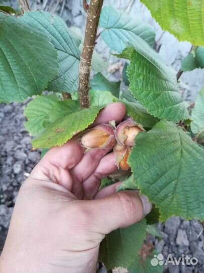 Привитые саженцы фундука