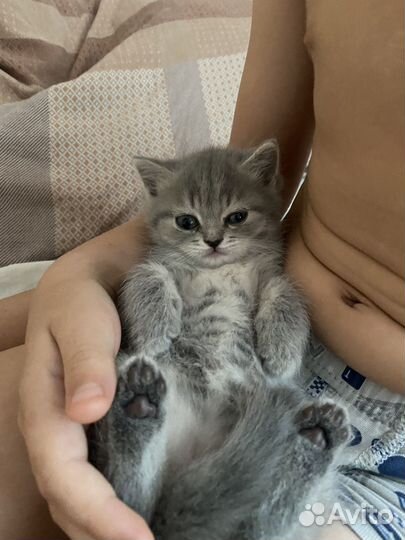 Котенок девочка бесплатно