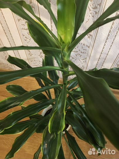 Комнатные растения.Драцена 2 шт