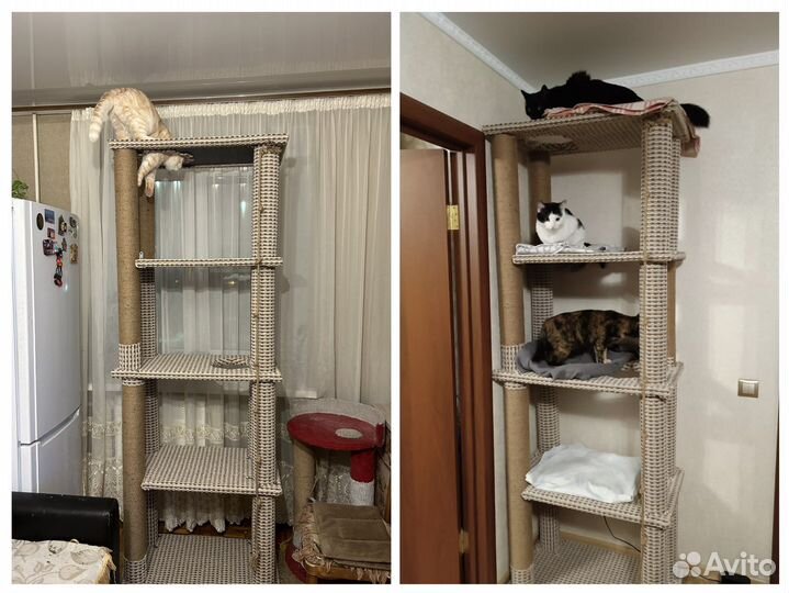 Когтеточки и игровые комплексы для кошек от 1000