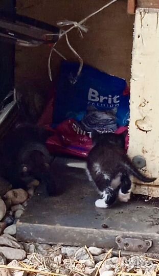 Котята в добрые руки