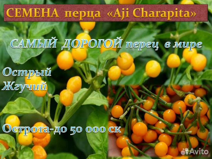 Семена Сортового Острого перца 15 сортов