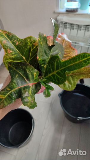 Кротон, маранта, бегония