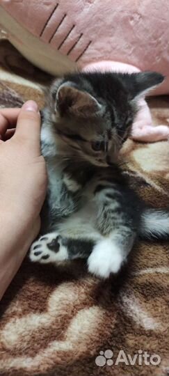 Котятки ищут семью