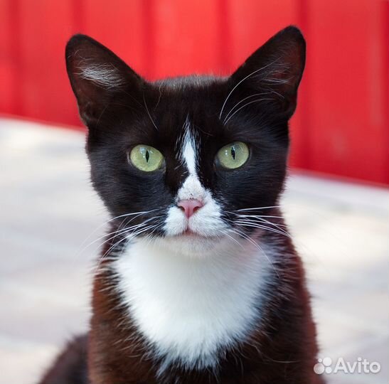 Молоденькая кошечка Ксюша ищет любящие ручки