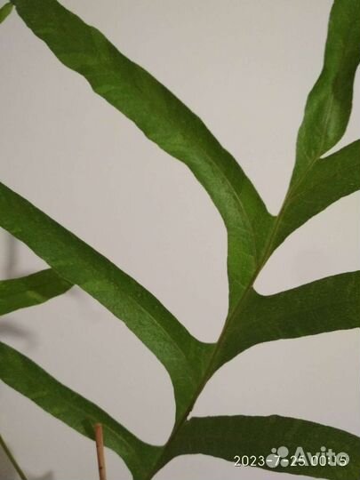 Папоротник Дринария вариегатная