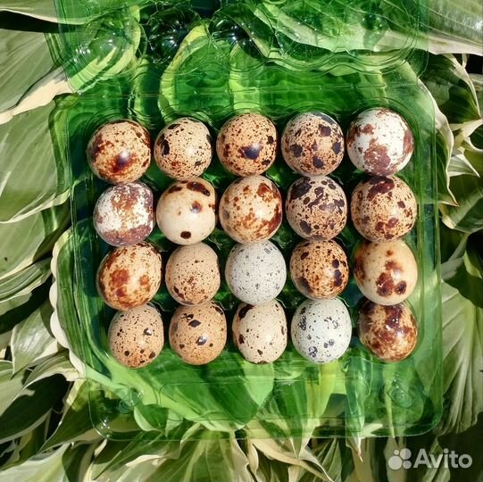Яйца перепелиные домашние