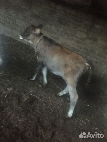 Продается телочки