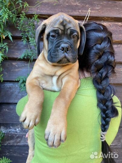 Девочки бульмастифочки