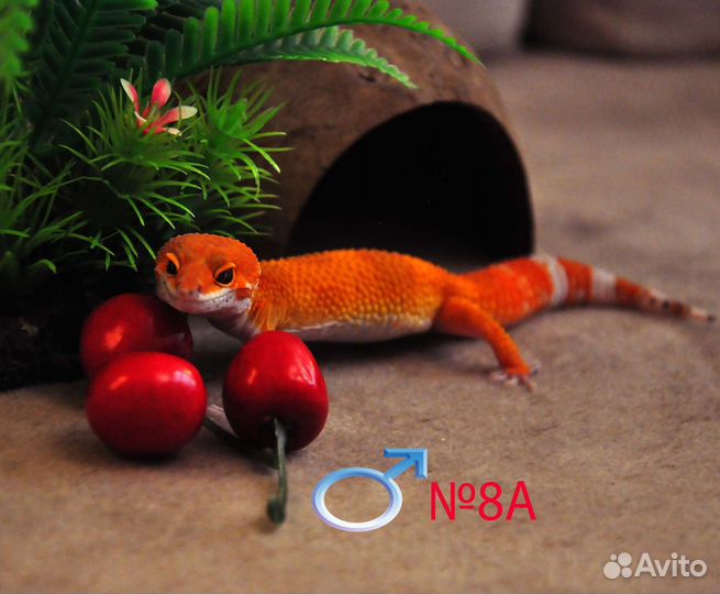 Эублефары от заводчика