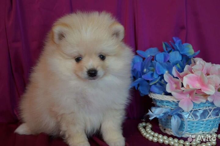 Померанский шпиц большой выбор щенков