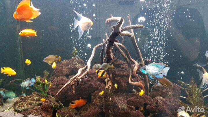 Изготовление и ремонт аквариумов