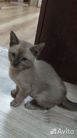 Бурманские котята