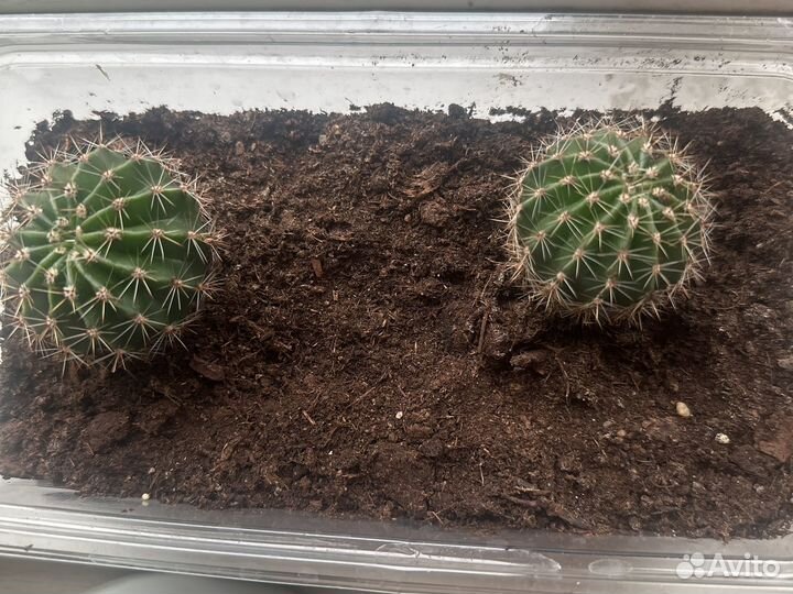 Кактус продам или обменяюсь