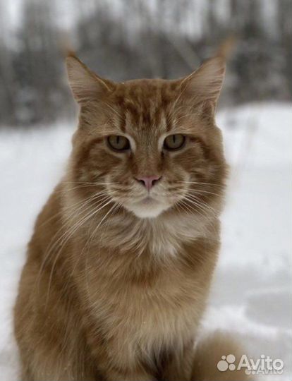 Котята мейн-кун