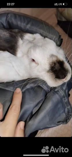 Отдам бесплатно