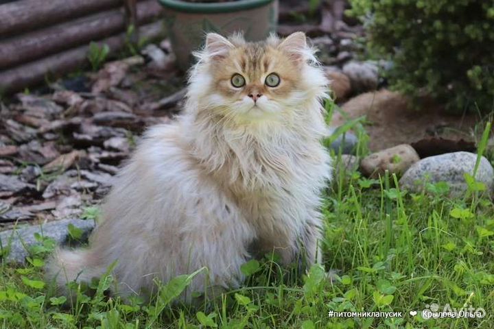 Шотландские и британские золотые котята