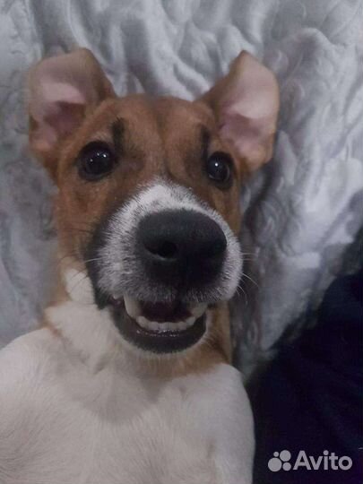 Вязка джек рассел терьер мальчик