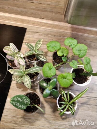 Укорененные отростки комнатных растений