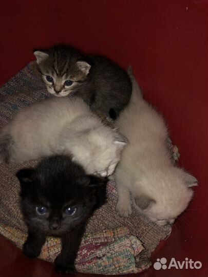 Вислоухие котята