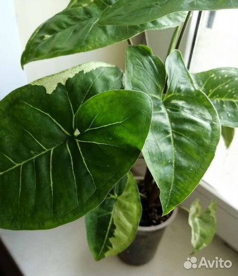 Сингониум панда, пикси