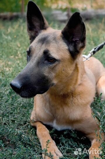 Девочка ищет дом