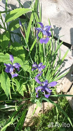 Ирисы бородатые