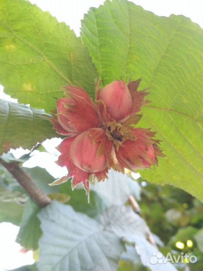 Лещина краснолистная (орешник)