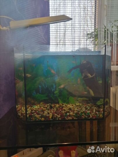 Аквариум