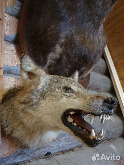 Чучело голова волка