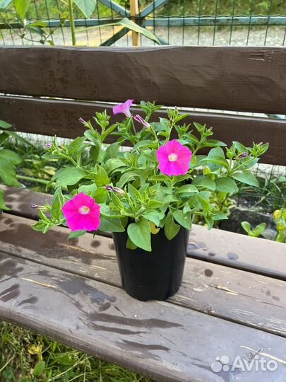 Петуния в кашпо