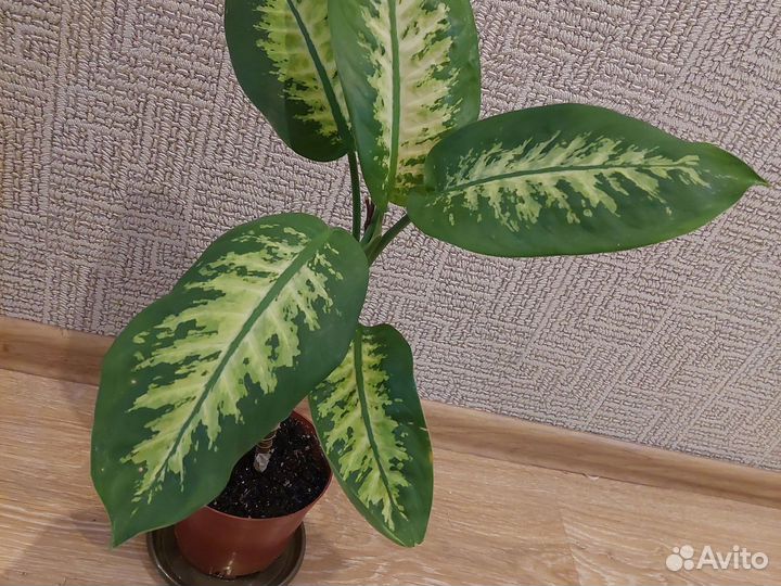 Диффенбахия