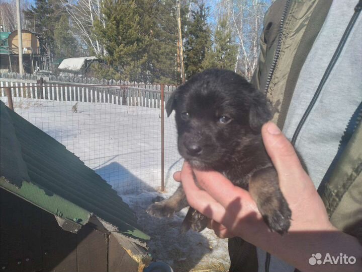 Отдам щенков в добрые руки