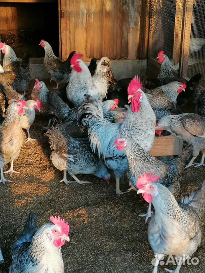 Цыплята чистопородные