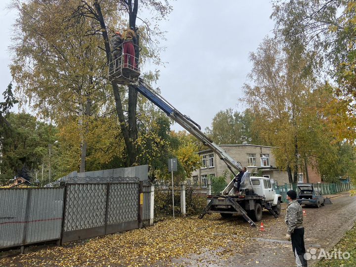 Спил деревьев