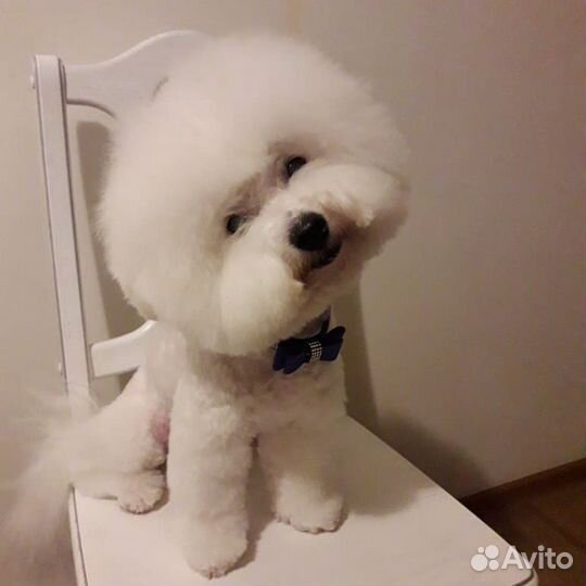 Стрижка собак