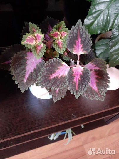 Комнатные растения